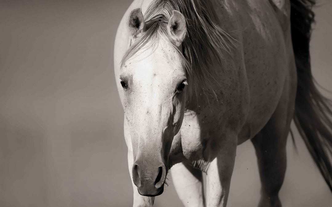 Capturing Equine Beauty: A Guide to Creating Stunning Horse Portraits
