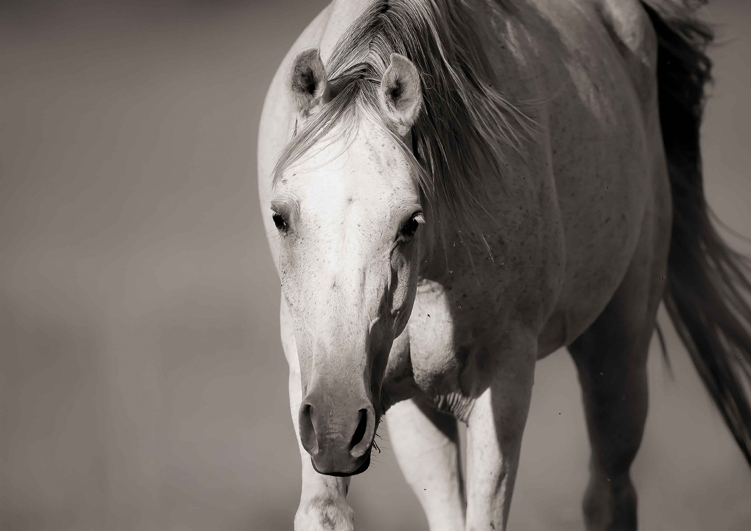 Adri Krige Photography equine portrait