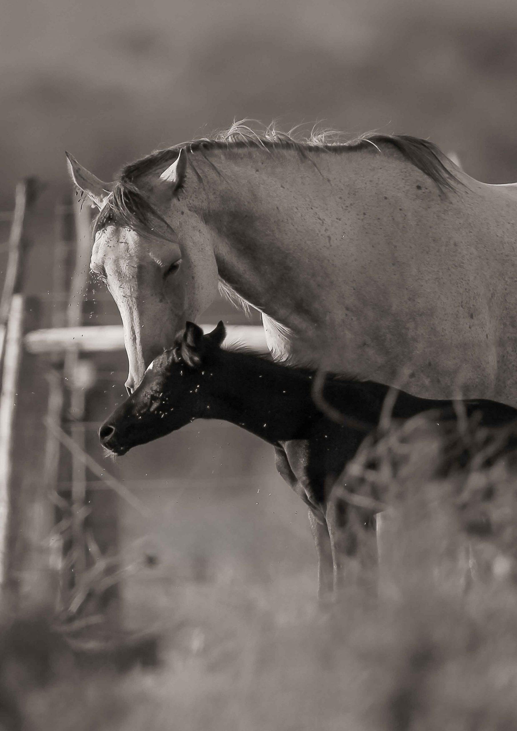 Special horse portrait photographed by Adri Krige