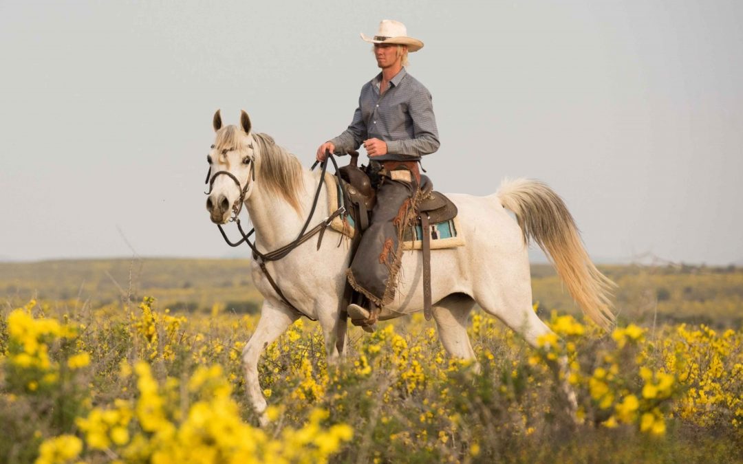 The Art of Equine Portrait Photography — Capturing the Beauty of Your Horse