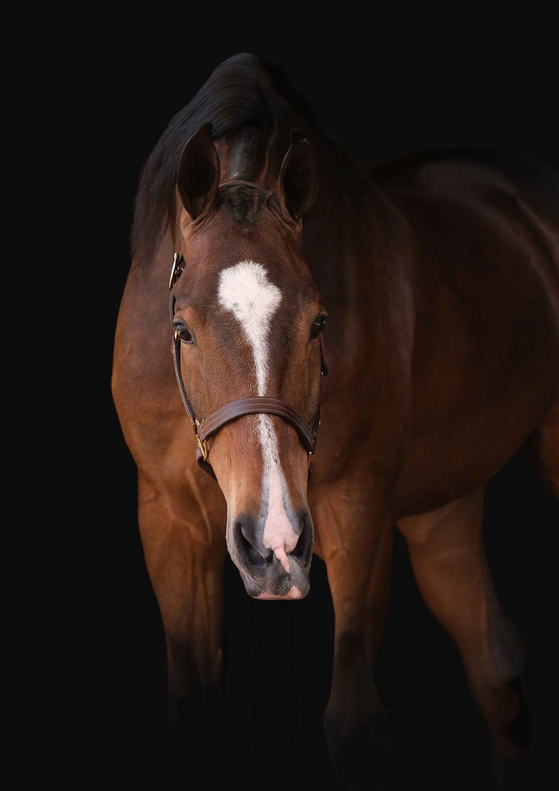 Fine-art horse photography in South Africa by Adri Krige