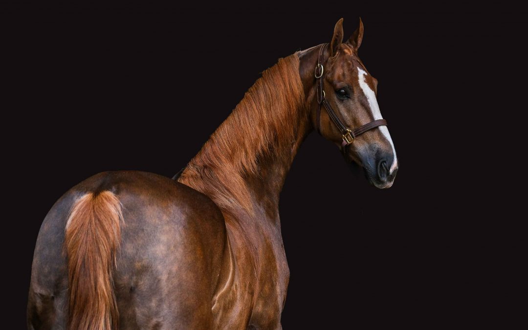 The Beauty of Black Background Horse Photography — Why Adri Krige Loves It