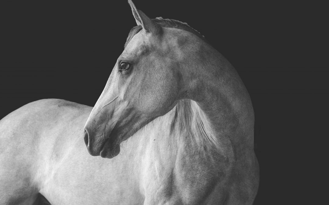 The Magic of Fine Art Horse Photography — What Adri Krige Photography Loves Mos
