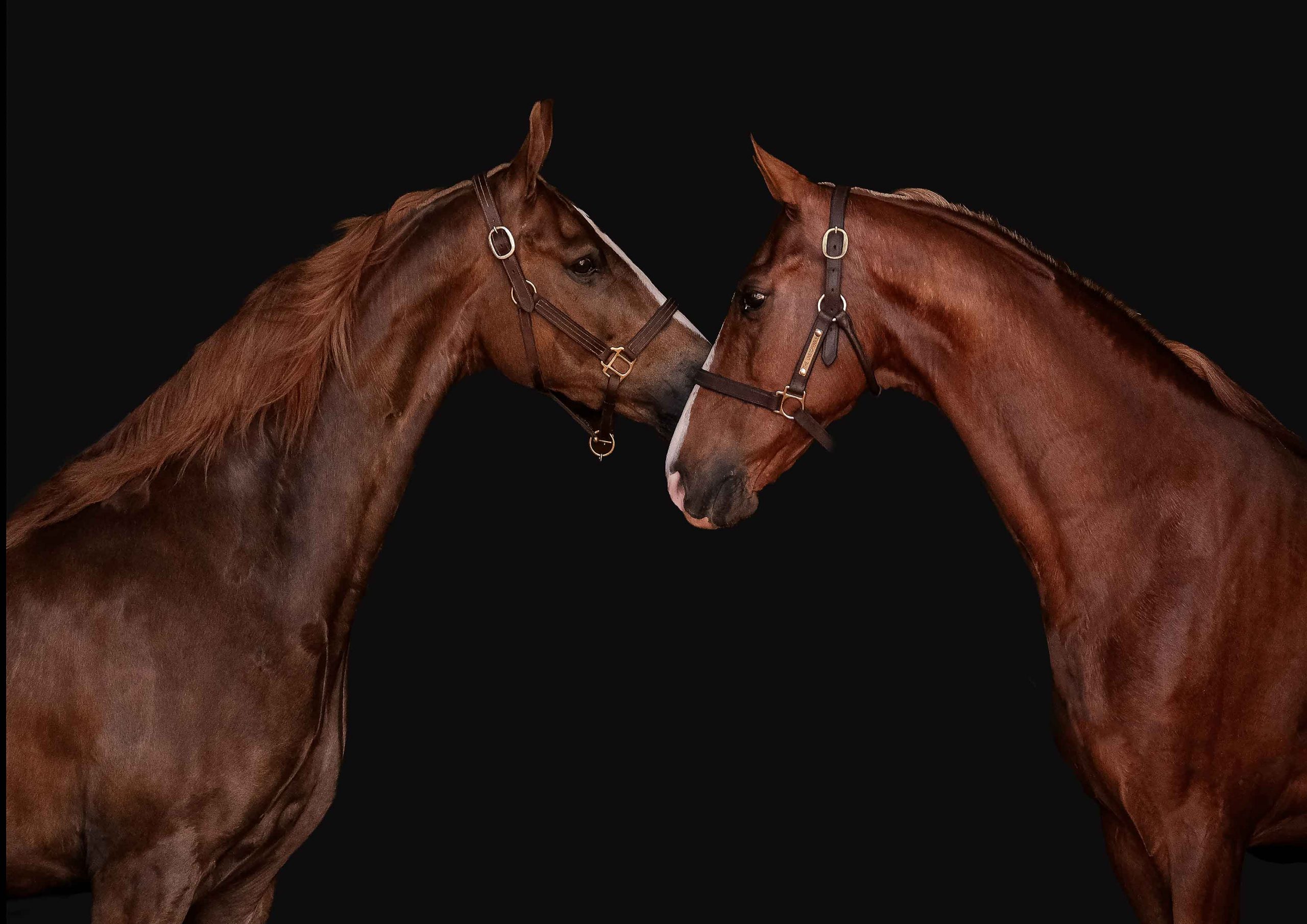 Two chestnut horses facing each other with their heads touching, forming a heart shape, against a dark studio background