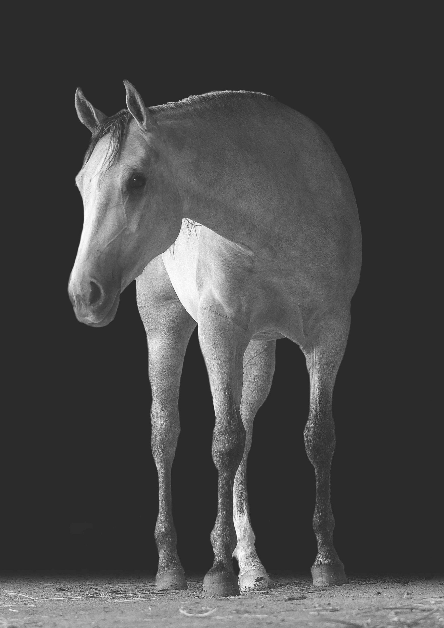 Black and white high-key studio portrait of a young cream-coloured horse standing against a dark background