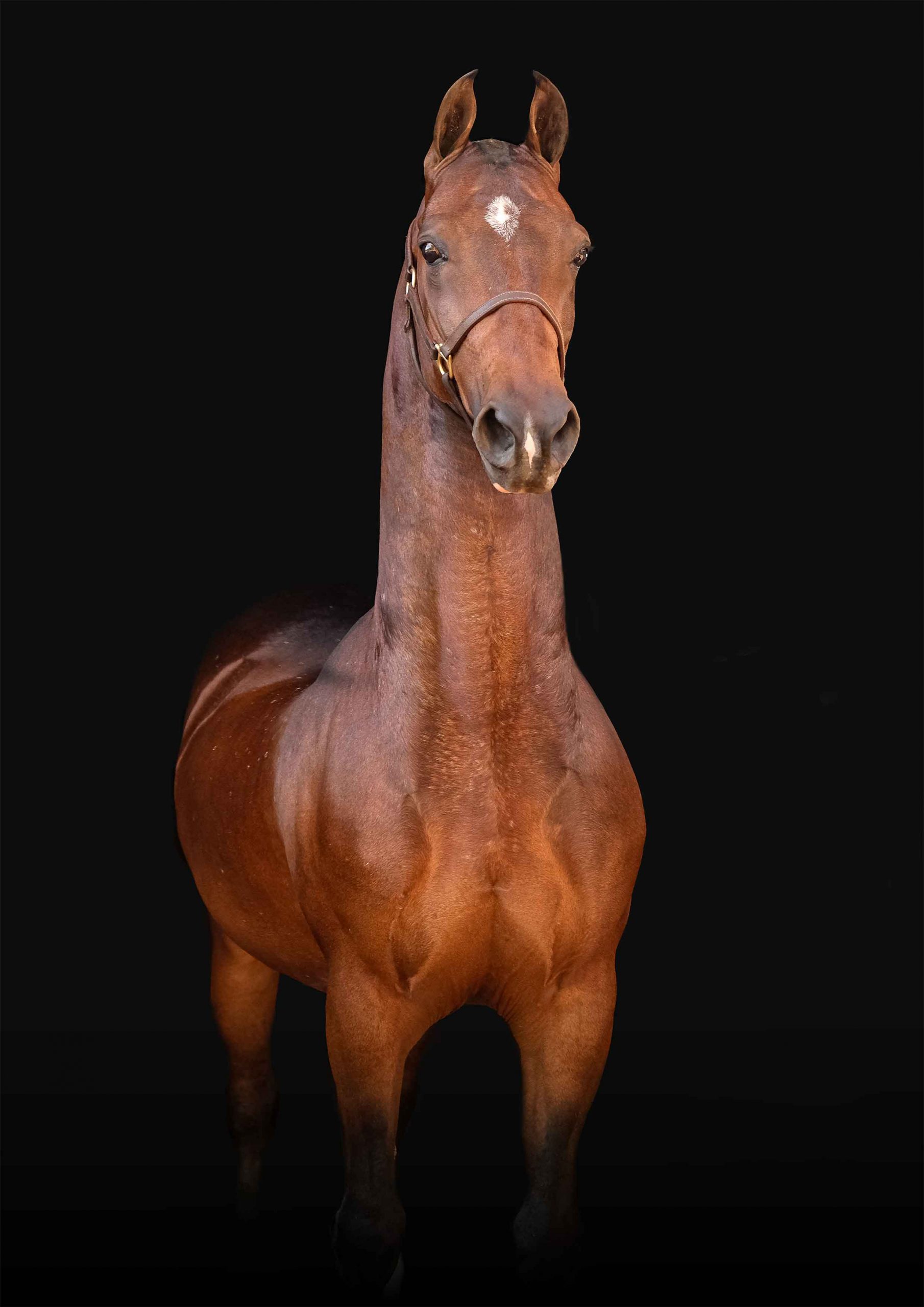 Bay horse with a white star facing the camera in a dark studio portrait
