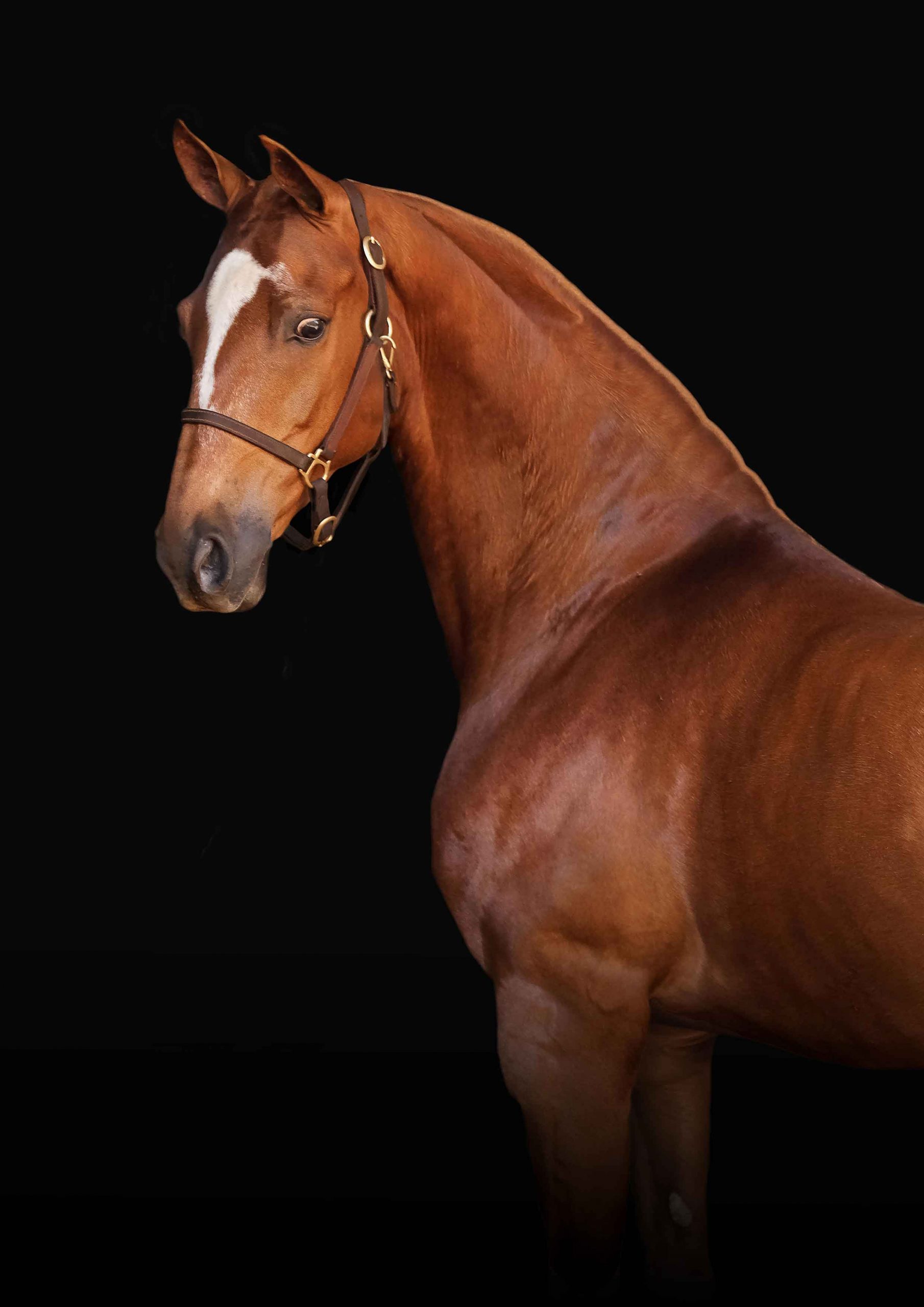Chestnut horse with a white blaze photographed in profile against a dark studio background