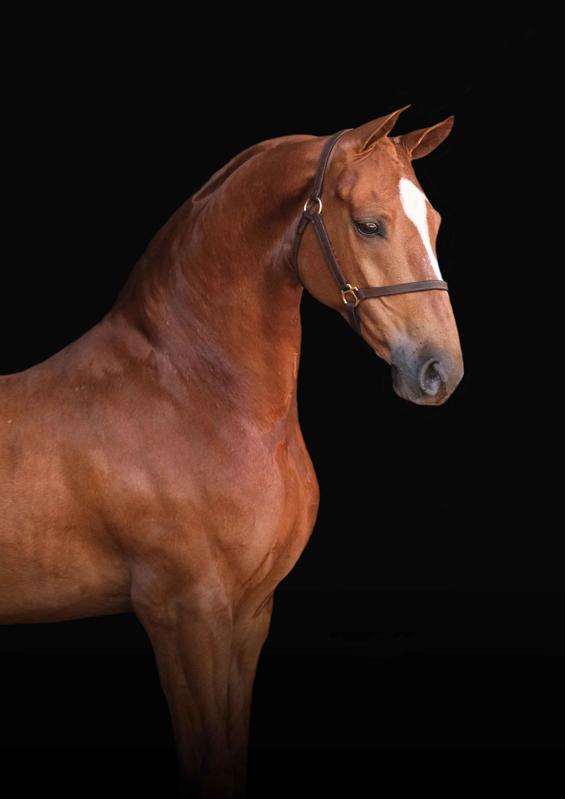 Fine-art horse portrait by Adri Krige Photography