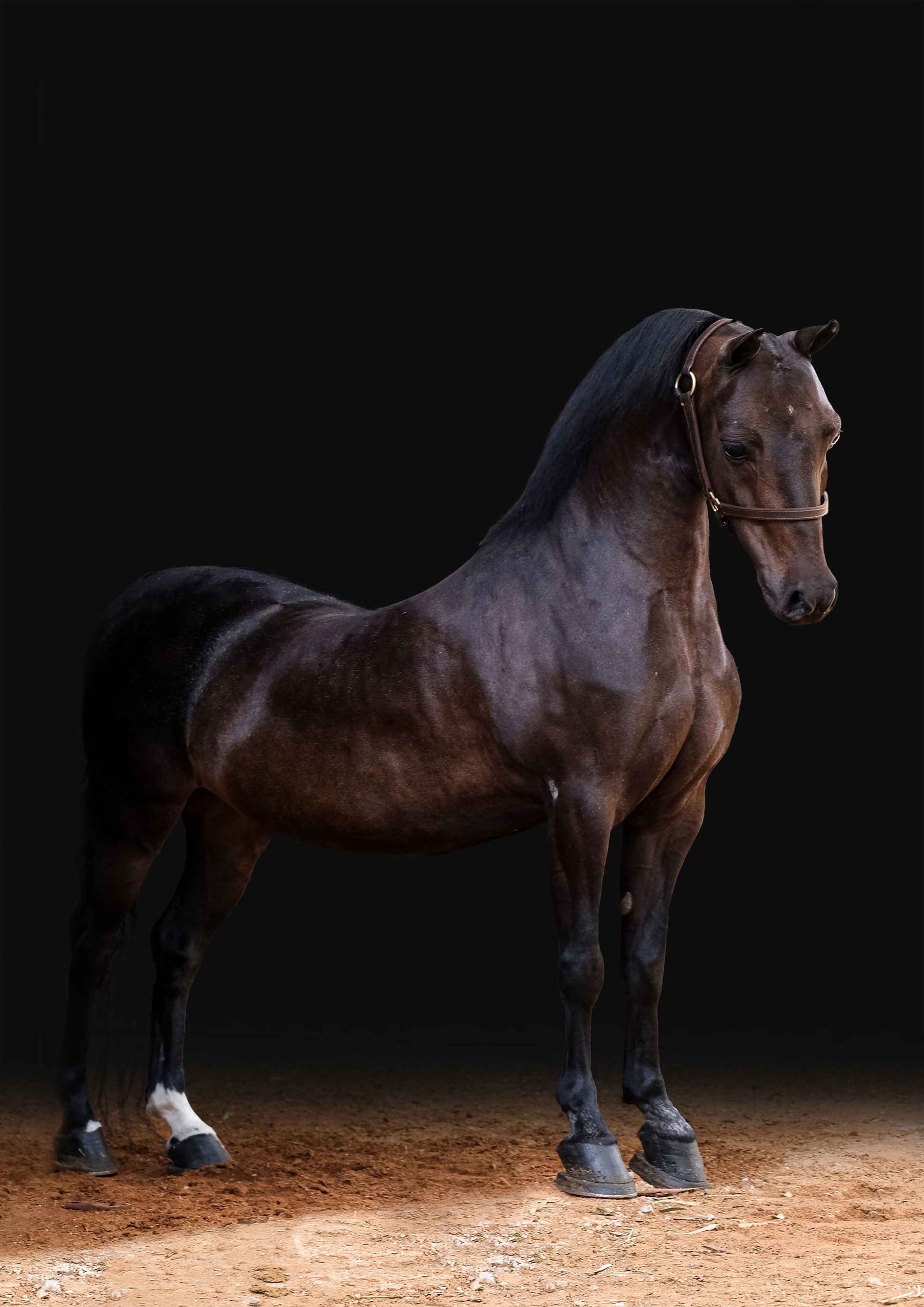 Dark bay horse standing in profile against a dark studio background