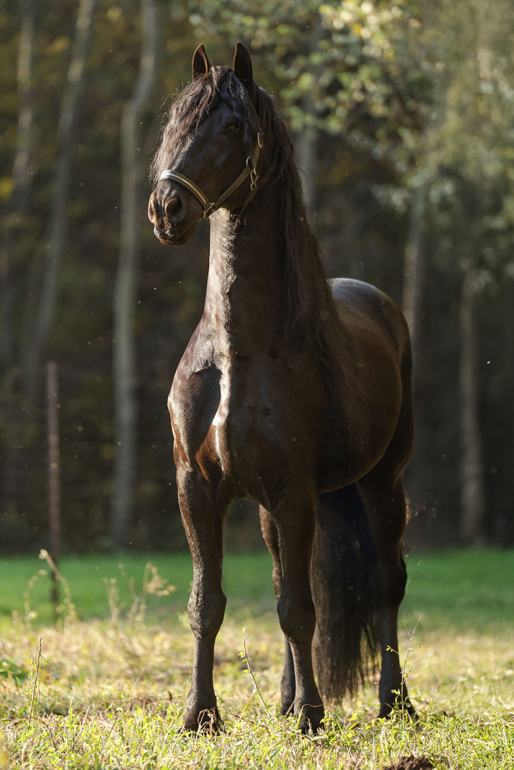 Dark bay horse standing alert in a forest clearing with dappled sunlight