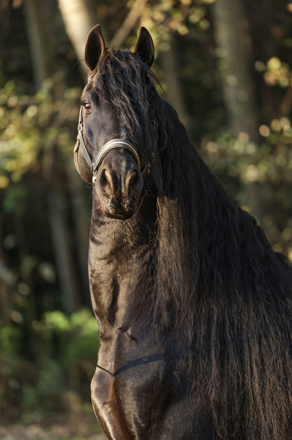 Dark bay horse facing the camera with a full mane, standing in a sunlit forest