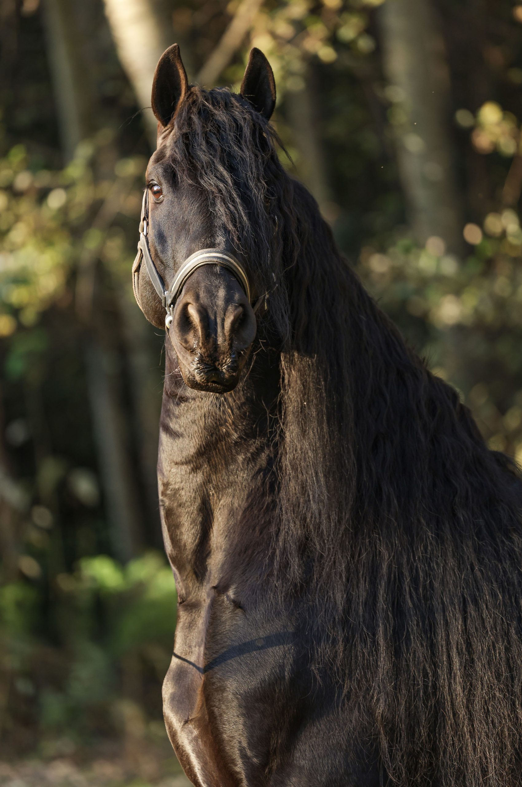 Dark bay horse facing the camera with a full mane, standing in a sunlit forest