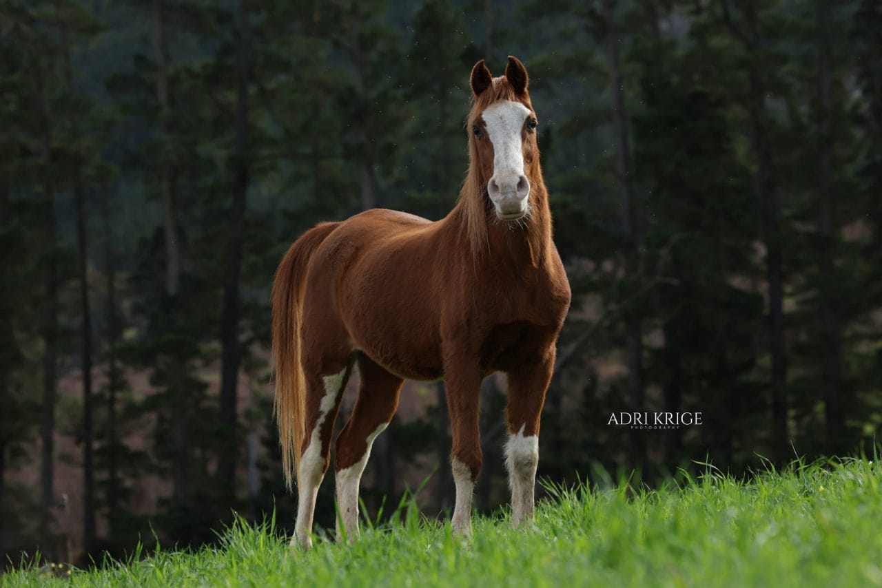 Chestnut horse with a white blaze and white socks standing in a forest clearing