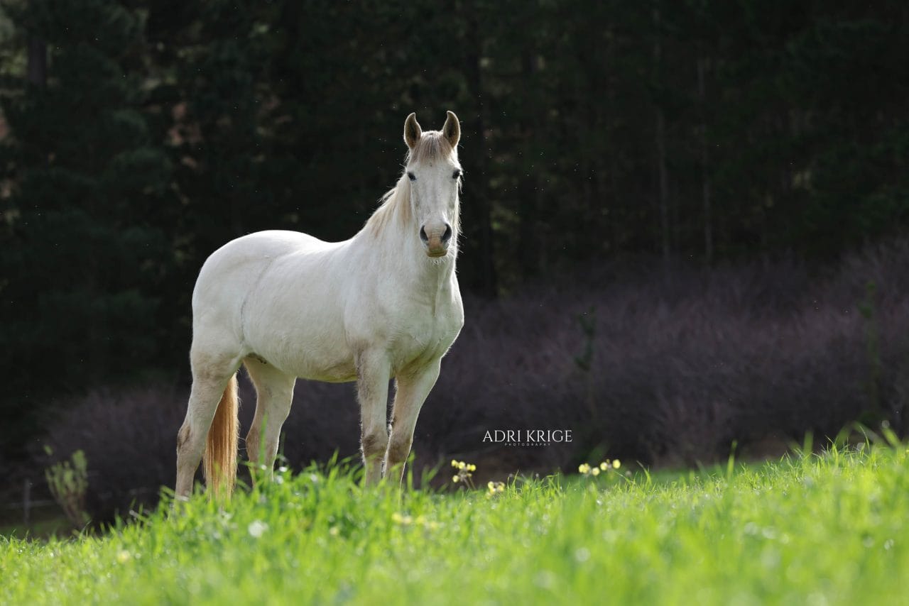 White horse standing in a green pasture, looking directly at the camera