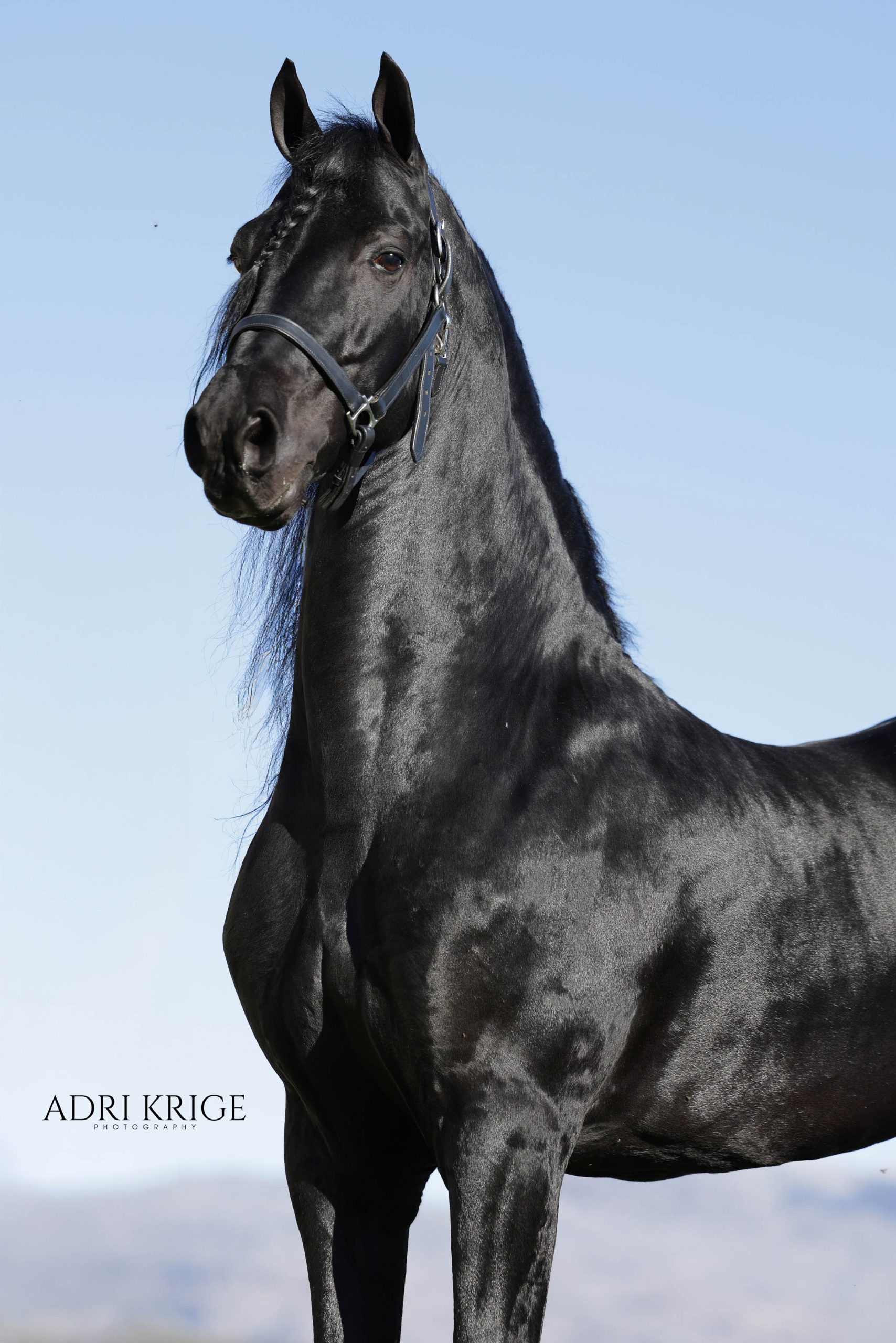 Black horse with braided forelock standing in profile against a clear blue sky