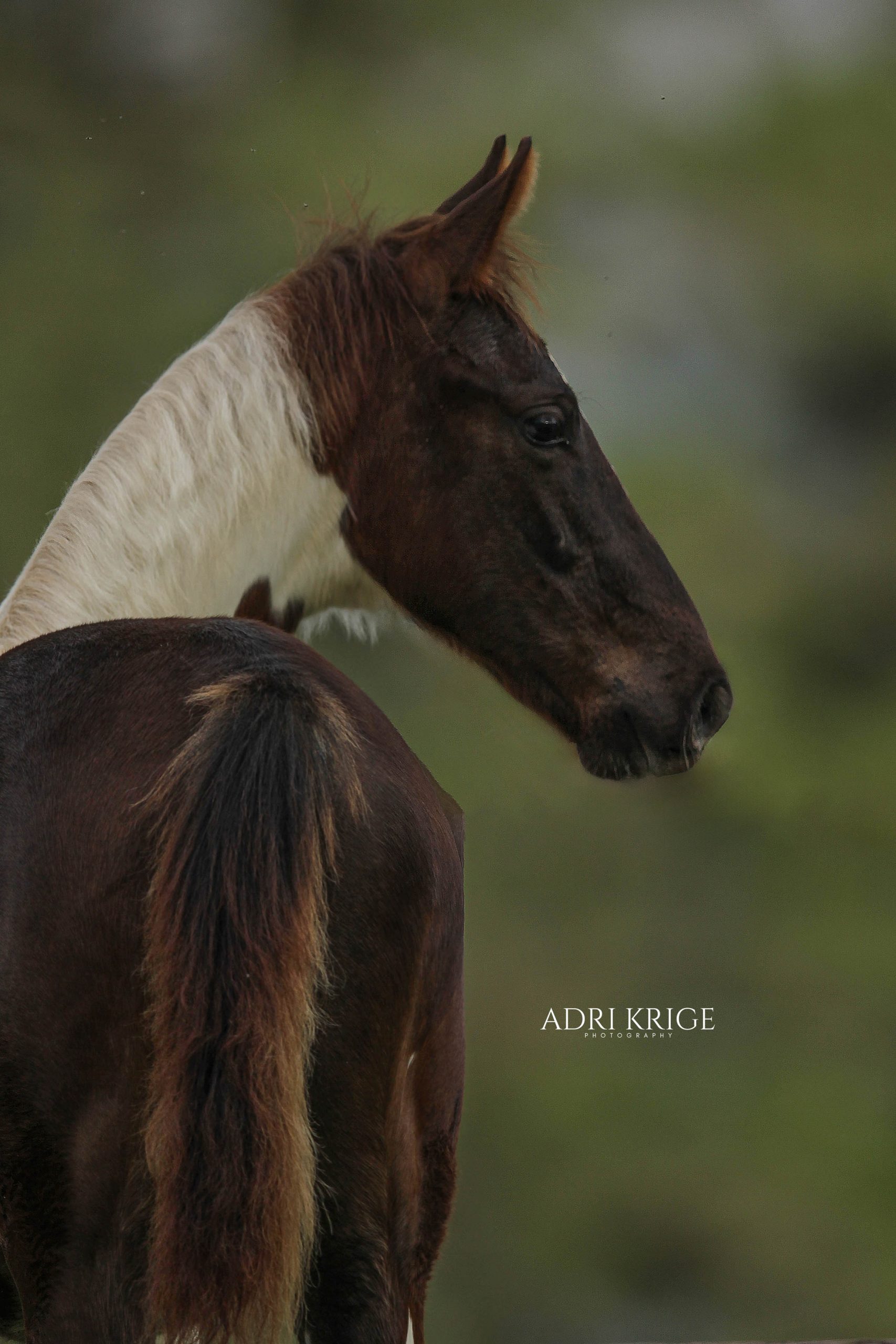 Close-up of a brown and white pinto horse's head in profile with its hindquarters visible