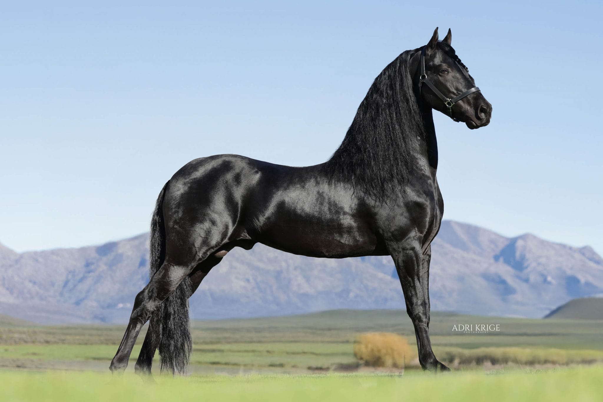 Black horse standing in profile in an open grassland with mountains behind, photographed by Adri Krige