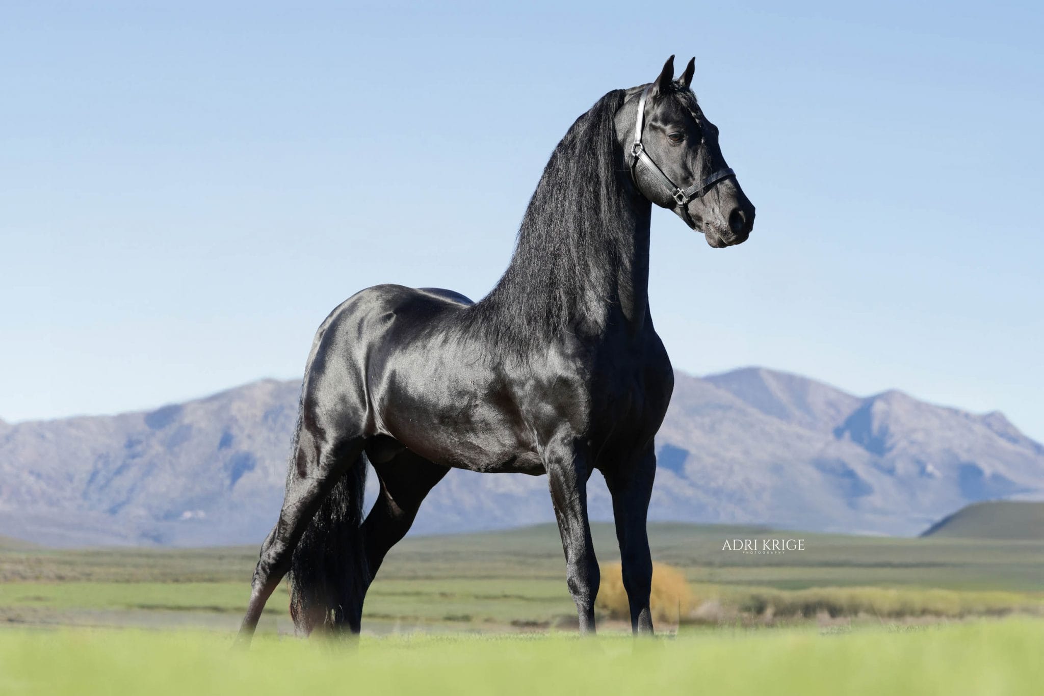 Black horse standing proudly in an open field with mountains in the background