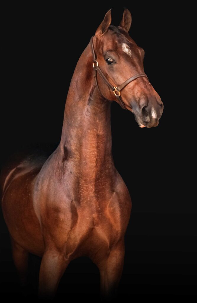 The art of equine photography — a fine-art studio portrait of a bay horse by Adri Krige