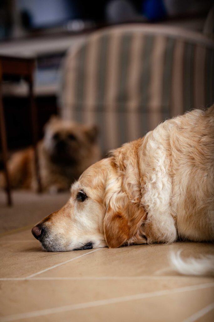 Golden retriever resting on the wedding morning Golden retriever resting its head on a tiled floor on the wedding morning, with a second dog lying in the background, photographed by Adri Krige, wedding photographer St Francis Bay